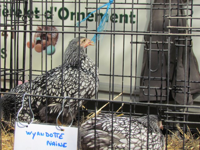 But our favorites of them all were the chickens. These Wyandotte Naines with their white feathers outlined in black look very exotic.