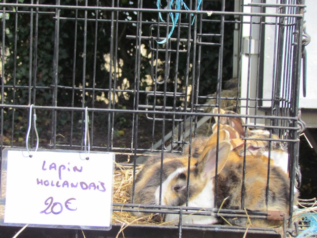 These baby lapis (rabbits) were adorable!