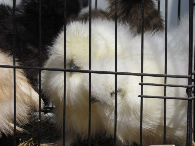I didn't manage to include the names of these chickens but they were gorgeous with their mohair-soft feathers. Just made us want to pet them.