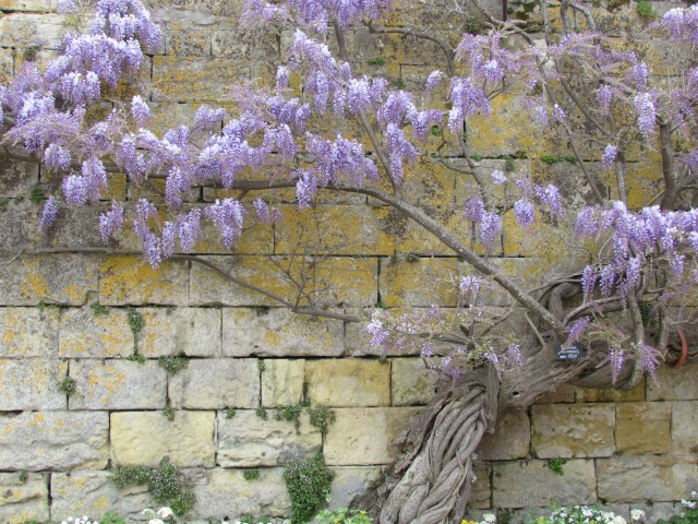 Coming up the ramp towards the chateau, we ran across this beautiful wisteria. A small sign on it says it's from 1840.