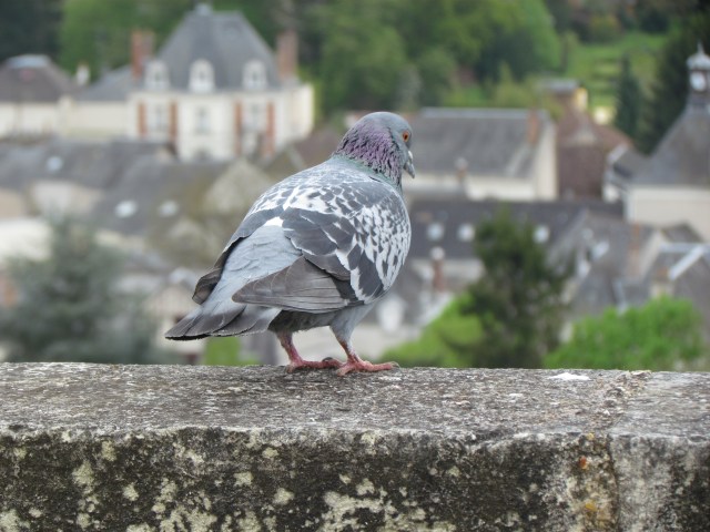 There are lots of pigeons in the area, including the walls. This photo had the extra bonus of including our little B&B in the distance, just to the left of the bird.