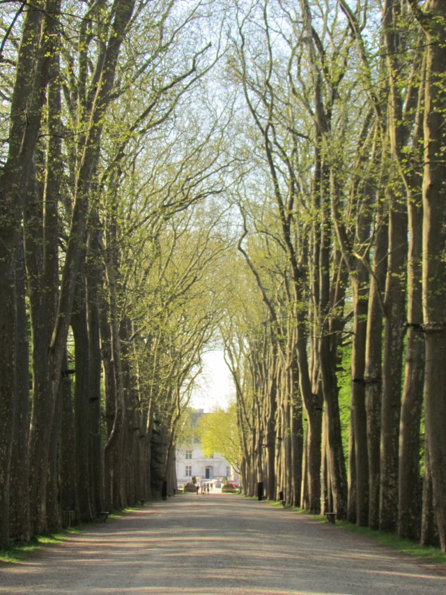 Motor vehicles are not allowed to get close to Chenonceau so you have to park and walk 1/4 mile down this road lined by this row of incredible trees. The trees are lit at night which must make for a pretty dramatic entrance.