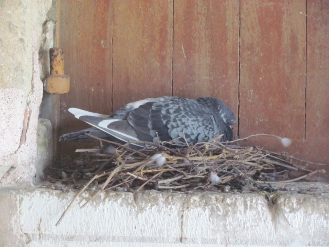 A nesting pigeon lived right outside one of the kitchen windows which was used to give access to transporting supplies from a boat into the castle.