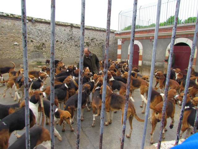 Dogs run around in the enclosure, greeting visitors outside the fence, wagging their tails, and playing with one another. 