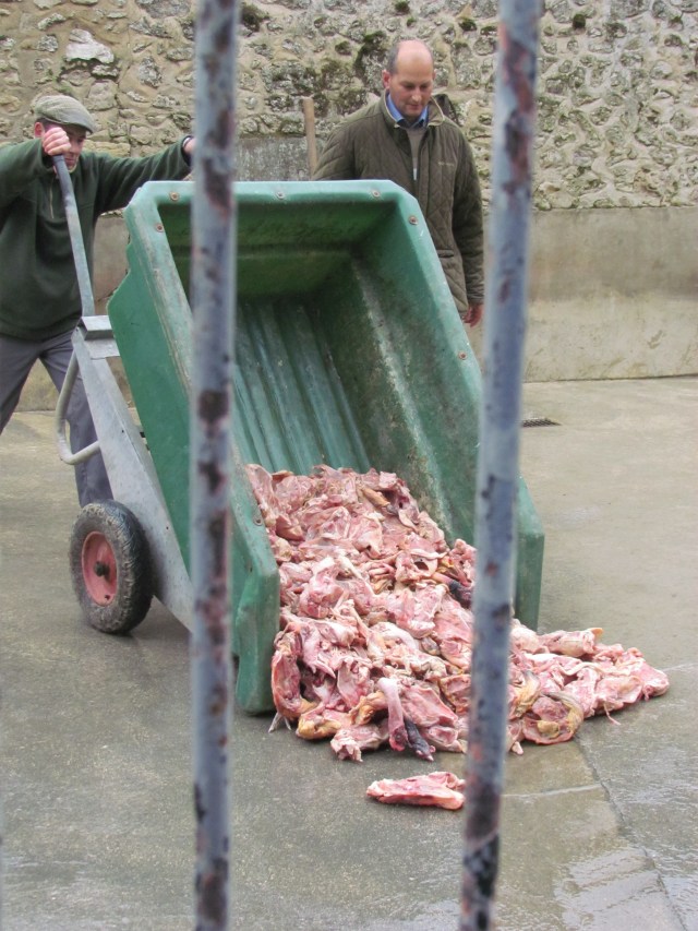 Next they dump a push cart filled with raw meat onto the freshly washed concrete floor.
