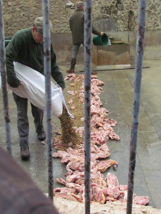 After raking the meat out into a line across the area, they cover it with dry dog food.