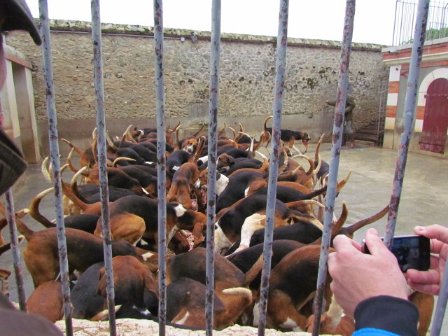 The signal is given and they all fly into the food with enthusiasm.