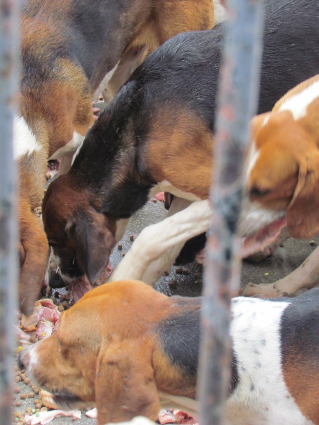 The dogs are all over each other and the food. When the raw meat is mostly gone and they're down to the bagged dog food, the handlers let out the other dogs that had been cut out of the pack. We have no idea what the story is with these 20 or so special dogs. Overall, the whole ordeal was fascinating to watch.