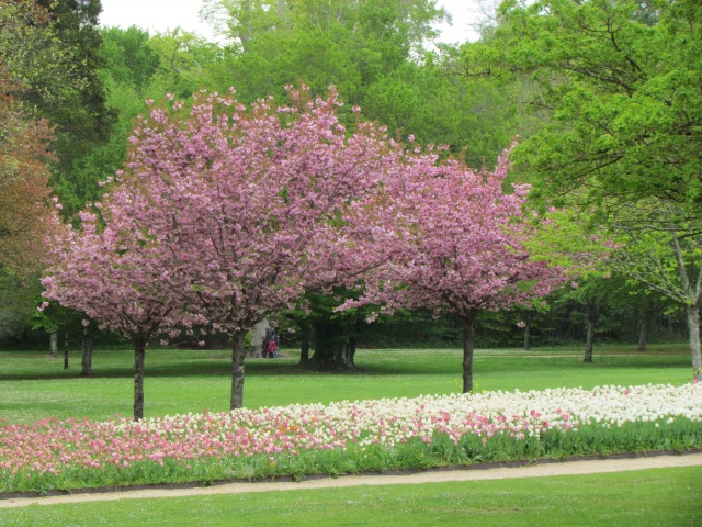 These trees with the matching tulips underneath were so pretty.
