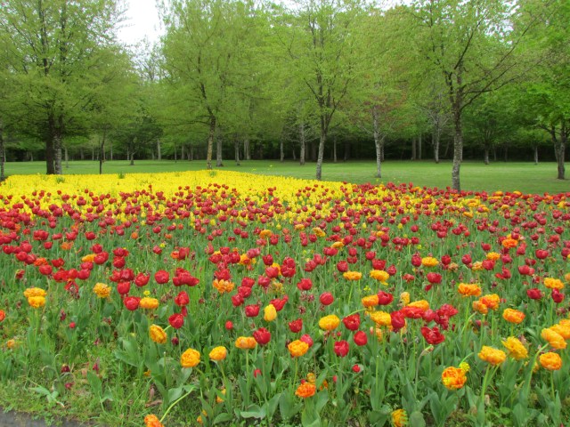 The chateau plants over 100,000 tulip bulbs every year and they were beautiful.
