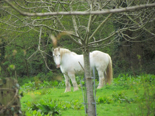 About half way down the lane, we saw this Unicorn in the forest next to the road. I'm positive it was a unicorn. I just knew that was a really good sign.