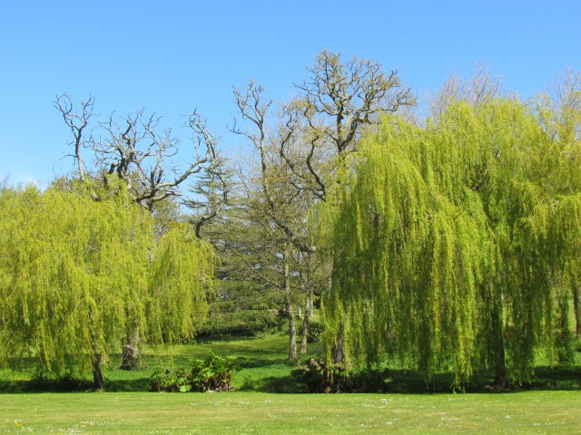 The park is 35 acres with long trails through it. There were small groves of different kinds of trees. These weeping willows were so graceful.