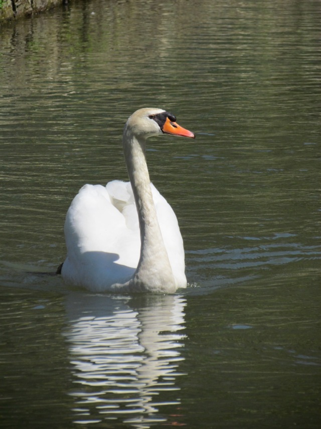 Swans are so elegant and graceful. And sometimes mean!