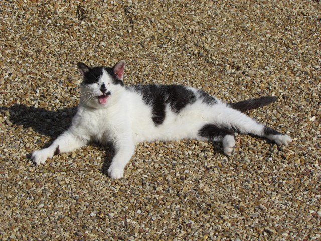 This was our first cat spotting. We found him in the gardens of a small hotel in Amboise.