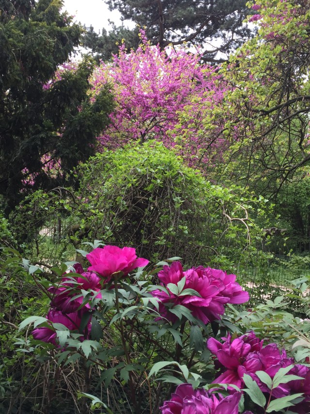 At the end of the property was a small peony garden. They were Japanese peonies and they were the largest and most beautiful peonies we've ever seen.