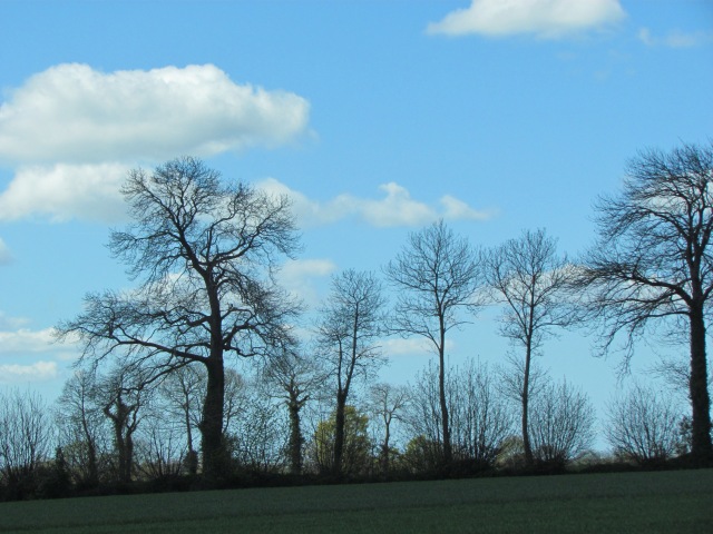The trees are not all leafed out yet and they're beautiful silhouetted against the blue sky.