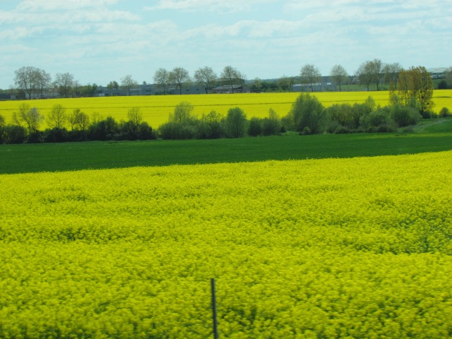 Have I mentioned how pretty these yellow fields are?