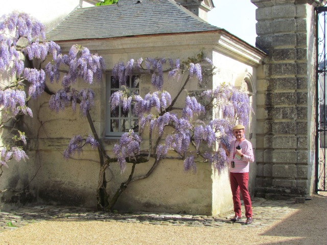 Next to the entrance, the wisteria are in their prime. 