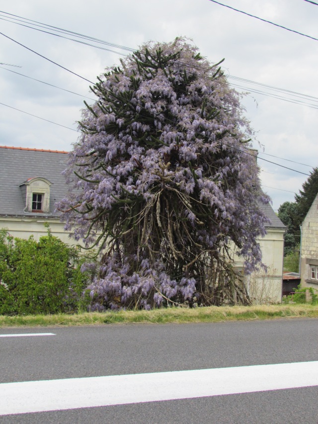 This is a wisteria tree, so to speak. The wisteria vine has completely taken over an old pine tree, thereby becoming a full-fledged wisteria tree.