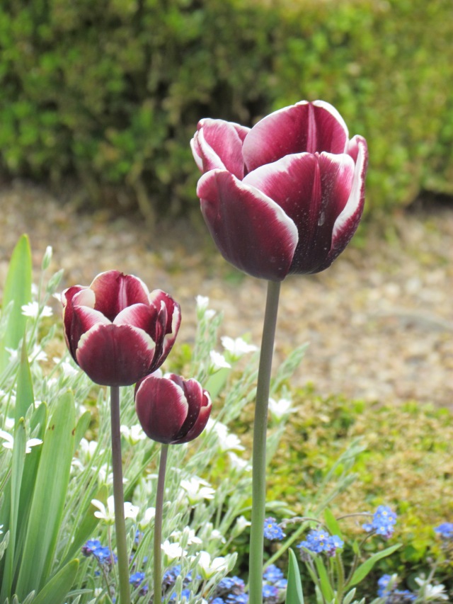 These unique tulips were in one of the pink, etc. borders. 