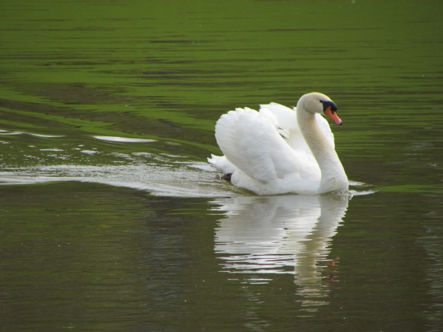 Of course there are the obligatory photogenic swans.