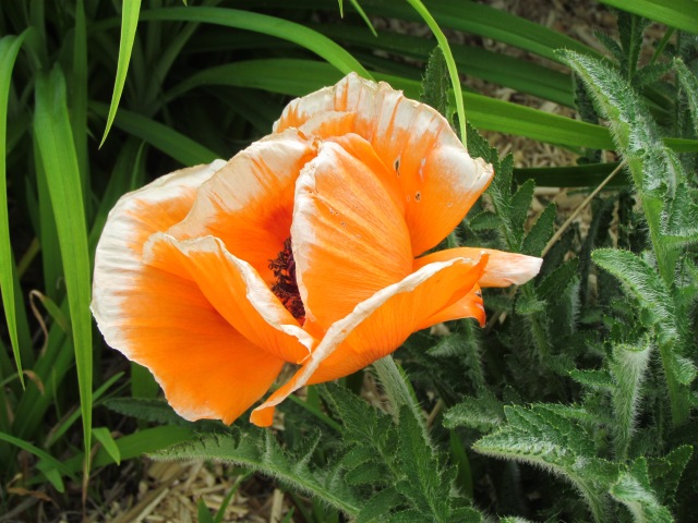 ...And this poppy, which was gorgeous.