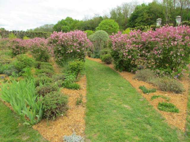 The other part of the Sun Garden was just starting to bloom and there were lots of unusual pink lilacs and white wisteria.