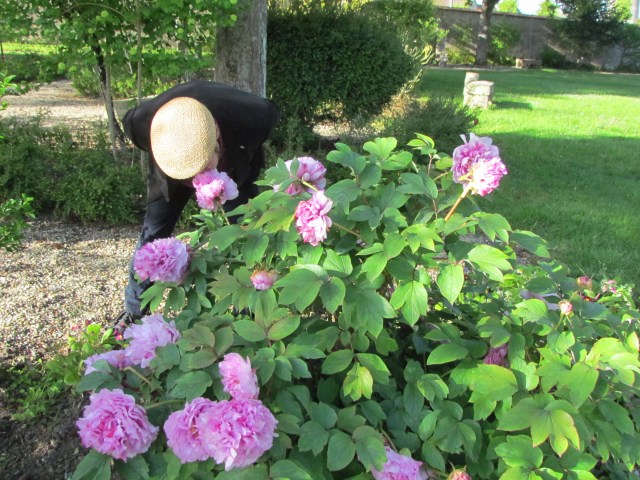 This peony bush in the garden had the biggest peonies I've ever seen.